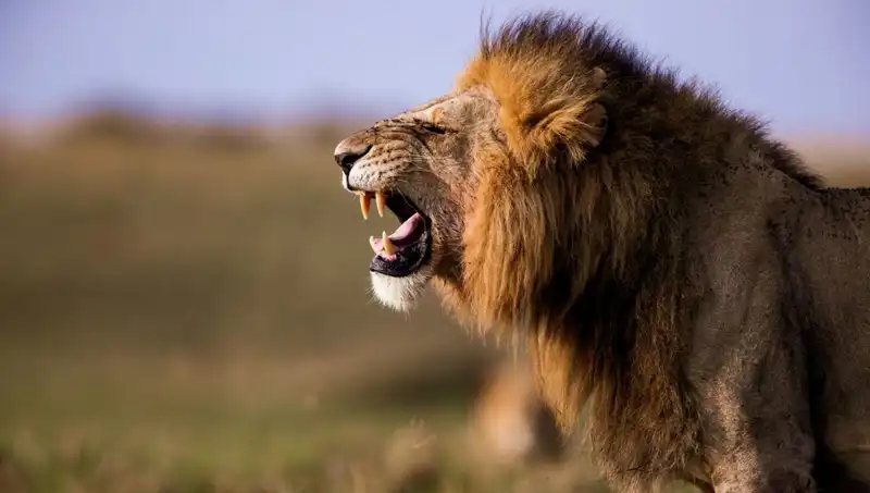 Aslan Saldırısı: 14 Yaşındaki Kızın Trajik Ölümü Şok Etkisi Yarattı