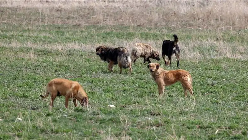 Ankara'da Sahipsiz Köpeklerle İlgili Katı Ceza Uygulaması Başlatıldı