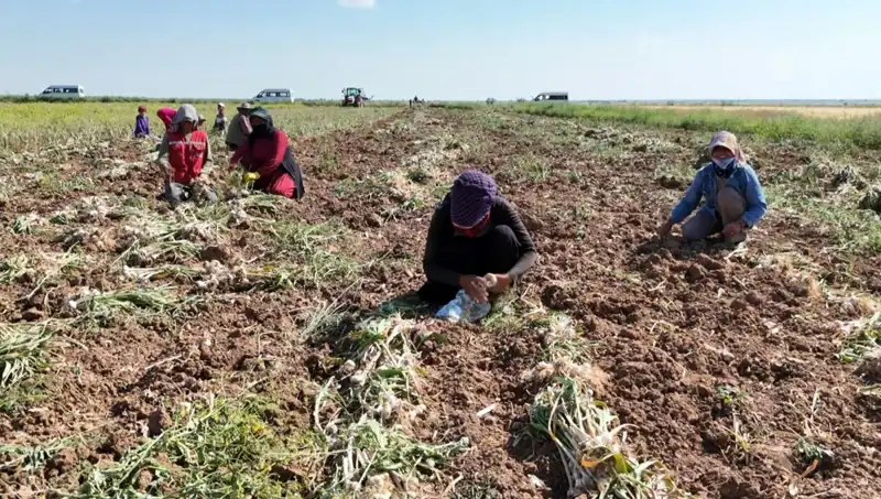 Rusya, Almanya ve İspanya'nın Antibiyotiği: Hasat Süreci Başladı
