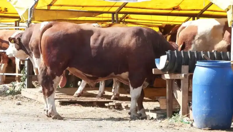 Kurban Pazarlarında Hareketlilik: Alıcılar ve Satıcılar Heyecanla Bekliyor
