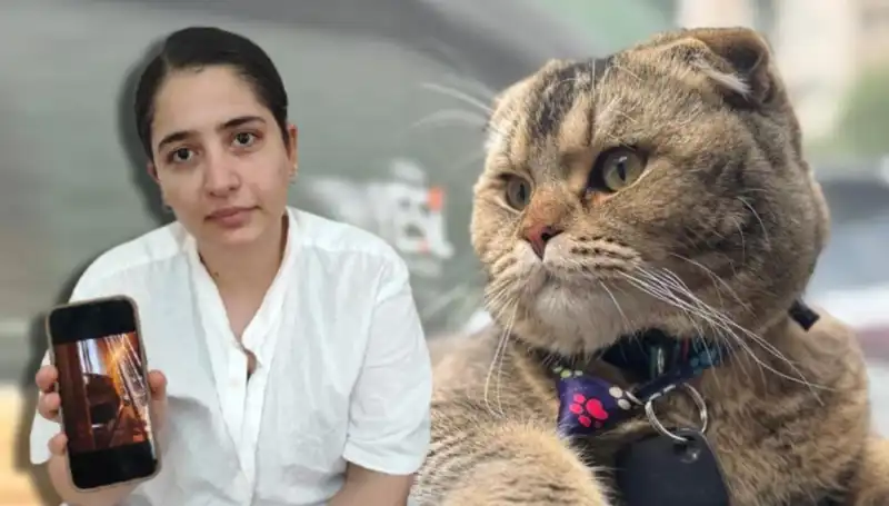 Evliliğin Geleceği Bir Kediye Bağlandı: Dikkat Çeken İtiraf