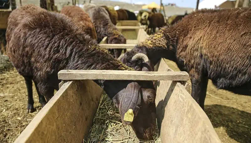Şap Hastalığı Alarmı: Hayvan Pazarı Kapatıldı, Üreticiler Tedirgin