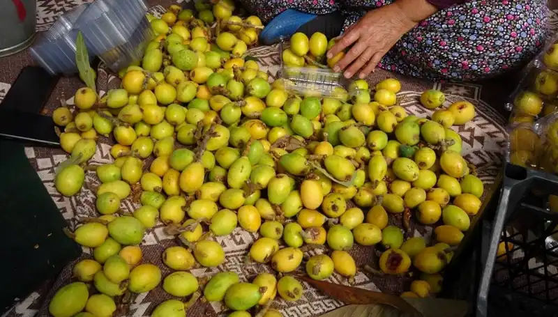 Muşmula Hasadı Başladı! Kilosu 150 TL ile Rekor Kırıyor