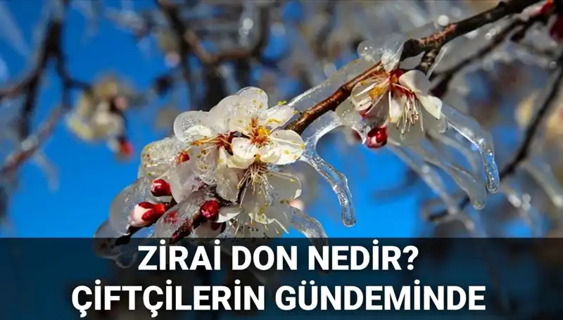 Zirai Don Nedir? Çiftçilerin Zararı Karşılanacak mı? Detaylar Burada!