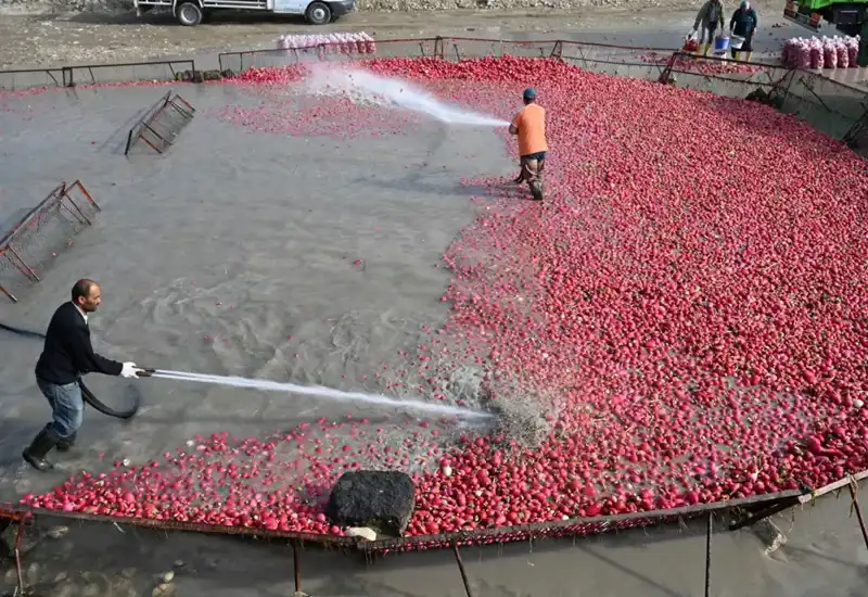 Doğanın Şifası: Çamur Temizliği İçin Yapılan Zahmetli Hasat Süreci