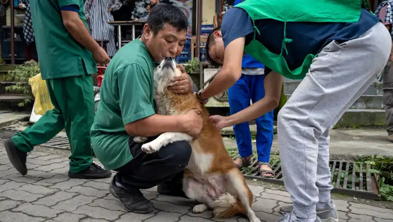 Filipinler'de Kuduz Alarmı: 2024'te 426 Can Kaybı ve Acil Önlemler