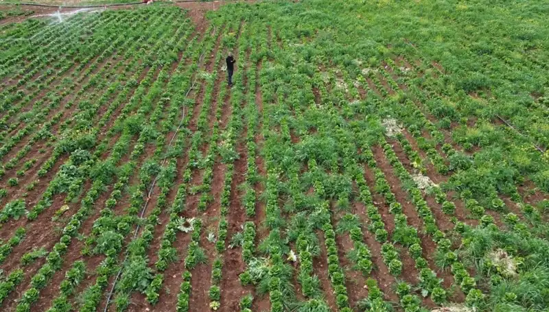 Marul Hasadı Kuraklık Tehdidiyle Karşı Karşıya: Üreticiler Ne Yapacak?