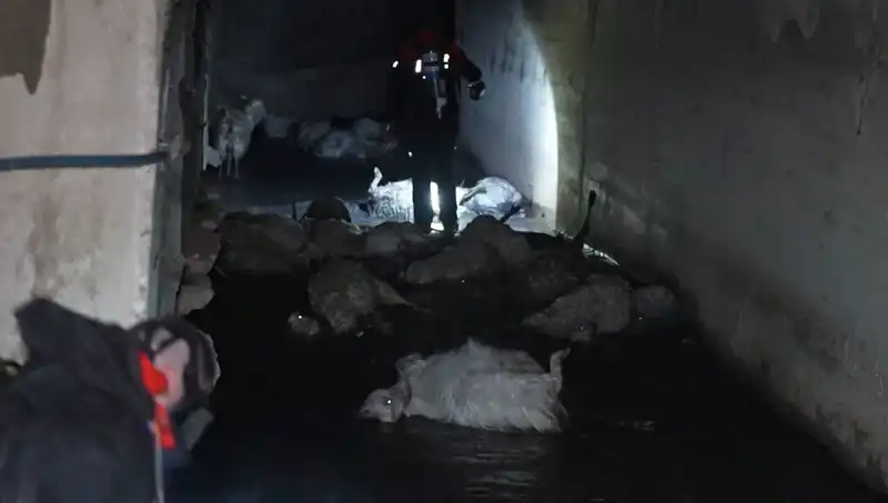 Hayvanların Sıcak Geçen Günlerinde Keskin Koku Felaketi
