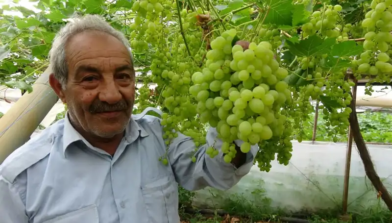 Zirai Don Vurdu: Meyve Fiyatları 250 TL’ye Ulaştı!