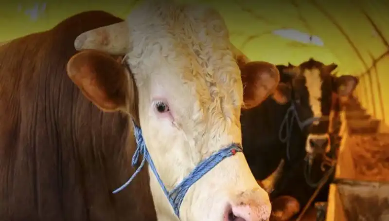 Akika Kurbanı Nedir ve Hangi Tarihlerde Kesilir?