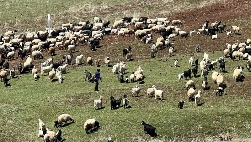 Çoban Krizi Büyüyor: 70 Bin Lira Maaşı Beğenmeyen Çobanlar Ne İstiyor?