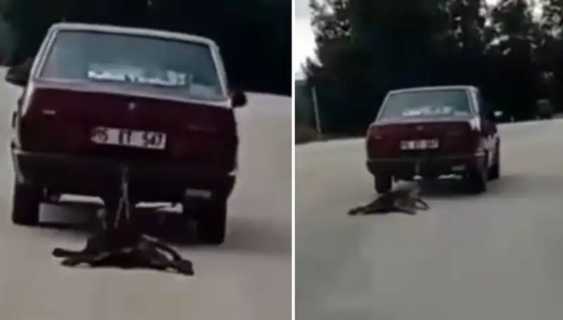 Sürücü Şokta: Otomobilin Arkasına Bağlı Köpek Sürükleniyor!