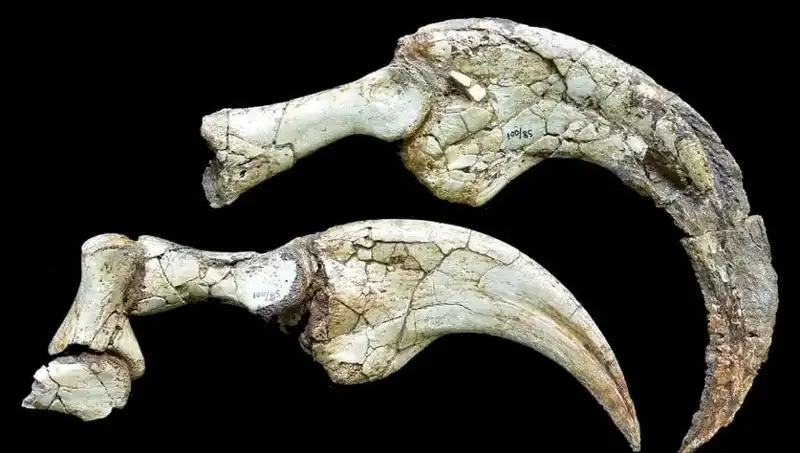 Gobi Çölü'nde Dinozorların Gizemleri: İki Parmaklı Yeni Tür Keşfedildi