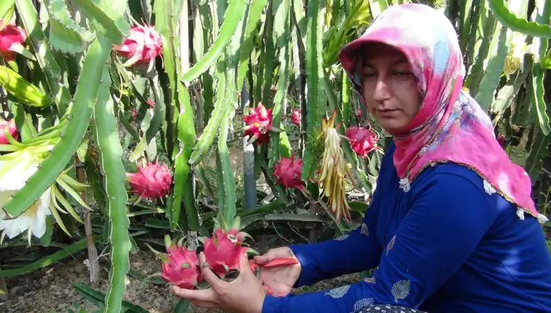 Emekli Olduktan Sonra Pitaya Üretimine Geçen Adamın Hikayesi