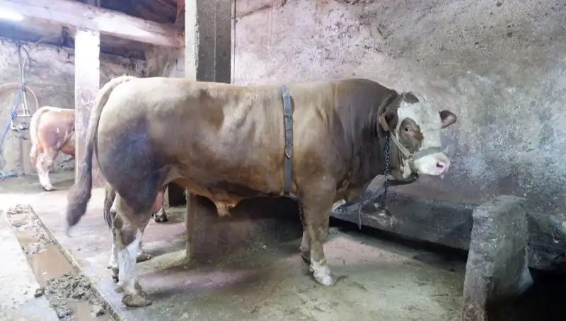 1 Ton 200 Kilo Ürün, Fiyatıyla Rekor Kırdı: Halka Sunuldu!