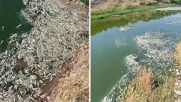 Karasu Çayı'nda Balık Ölümleri: Sırrı Araştırıyorlar