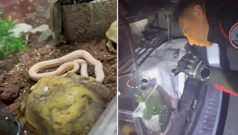 Devriye Ekipleri Şoka Girdi: Araçta Zehirli Yılanlar Bulundu!
