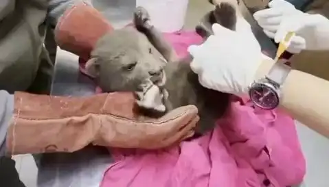 Karabük Ormanlarında Yavru Bozayı Şaşkınlık Yarattı: Hayvanseverler Koştu!