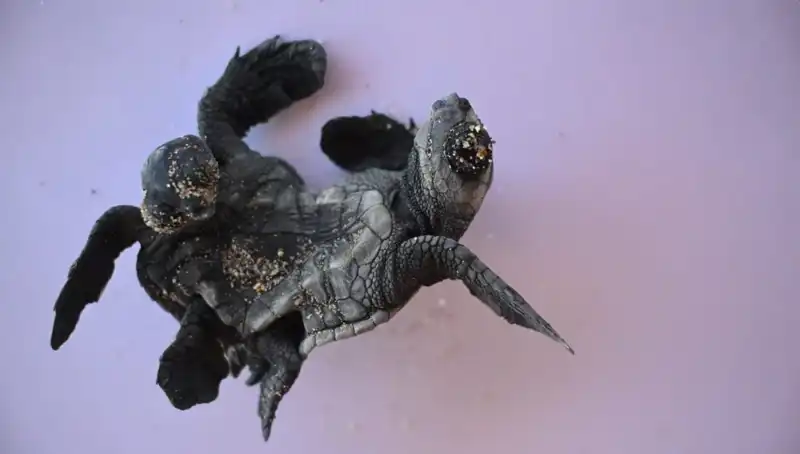 Görenleri Şaşkına Çeviren Siyam İkizi Caretta Carettalar Bulundu!