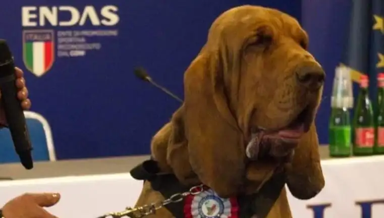 Arama Köpeğine Çivili Sosisle Yapılan Saldırı Şok Edici Detaylarıyla Gündemde!