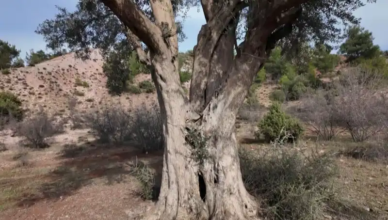 800 Yıllık Zeytin Ağacı: Koruma Altında Geçmişin İzleri