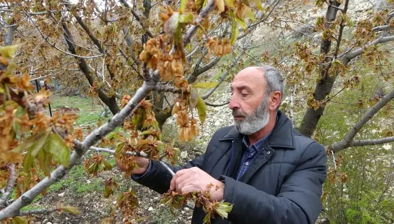 Zirai Don, Albastı Kirazını Vurdu: Üreticiler Ciddi Kaybın Eşiğinde