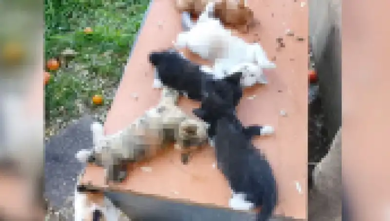 Bursa’da Yavru Kedi Katliamı: Sekiz Minik Can Zalimce Hayatını Kaybetti