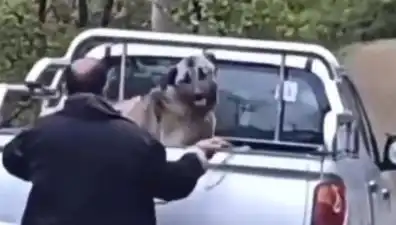 Trabzon’da Utanç Verici Canilik: Köpeği Halatla Döven Adam Polisi Duyurdu