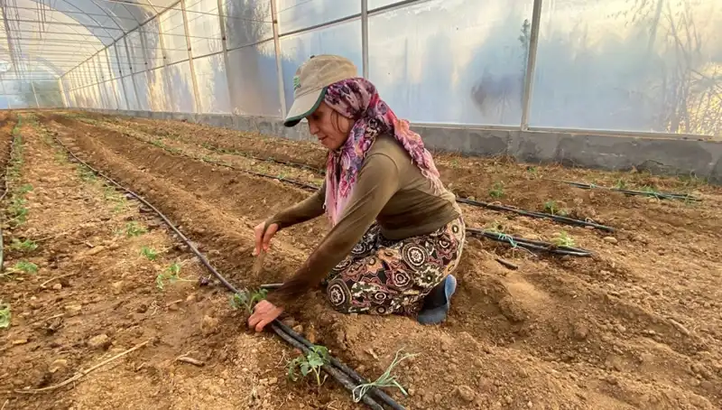 Organik Tarımda Devrim: Fideler Toprakla Buluştu ve Gündelik Zorluklar