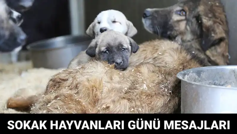 Dünya Sokak Hayvanları Günü: Farkındalık ve Destek Nasıl Artırılır?