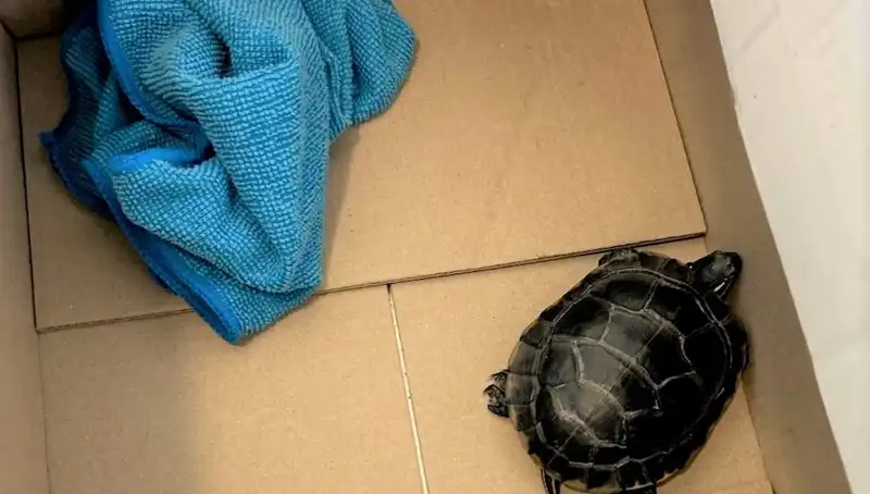Havalimanında Yolcunun Pantolonundan Kaplumbağa Çıkması Şok Etti!