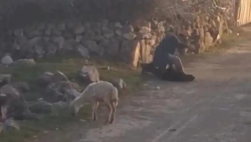 Koyuna Eziyet Eden Kişi Gözaltına Alındı: Hayvan Hakları İçin Yeni Bir Mücadele