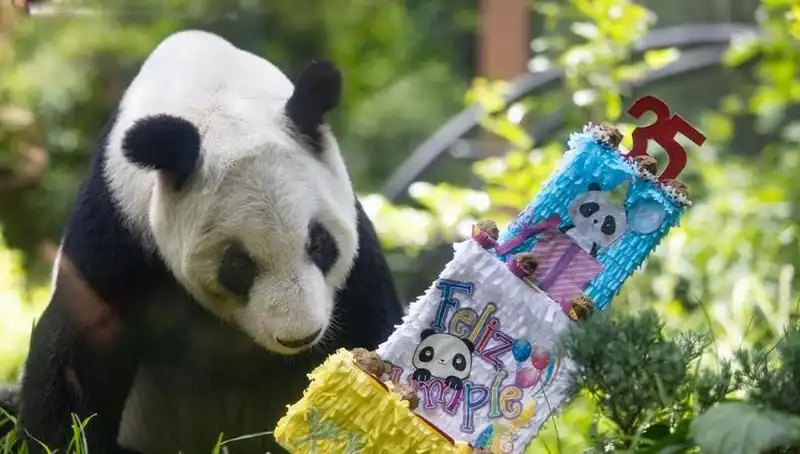 Dev Panda Xin Xin 35 Yaşında: Kutlama Töreni ve İnanılmaz Yaşam Hikayesi