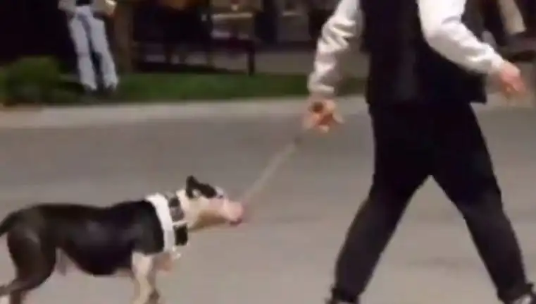 Ağızlıksız Pitbull, Diğer Köpekleri Saldırıya Uğrattı: Sahip Ceza Aldı