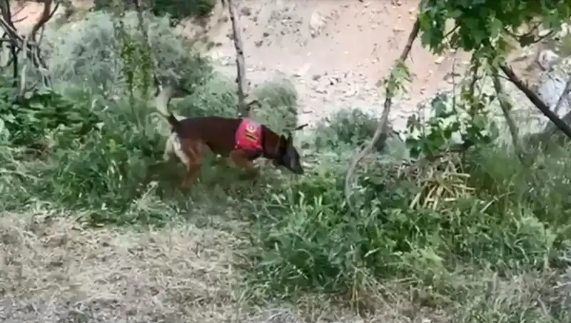 Dere Kenarındaki Gizemli Esrar: Dedektör Köpek Suçluları Ele Geçirdi