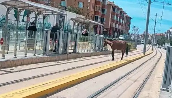 Eskişehir Tramvay Raylarında Görülen Başiboş At: Şaşkınlık Yaratan Anlar