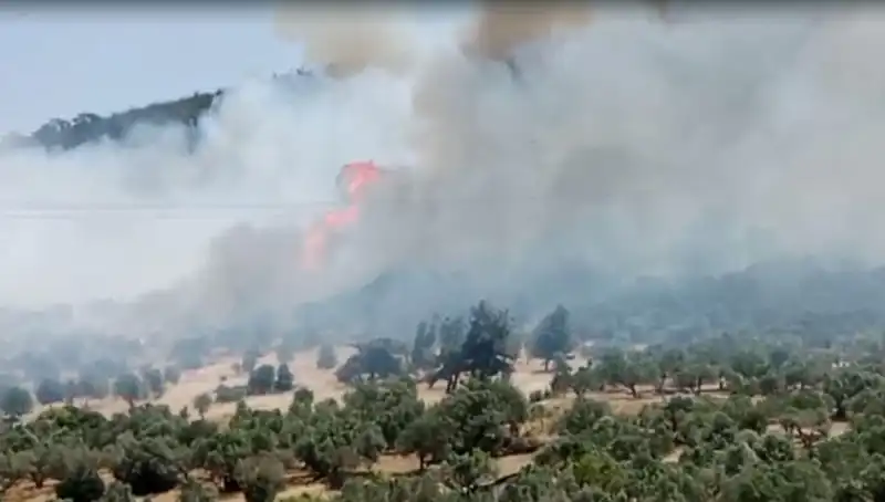İzmir'de Orman Yangını: Ekipler Hızla Müdahale Ediyor