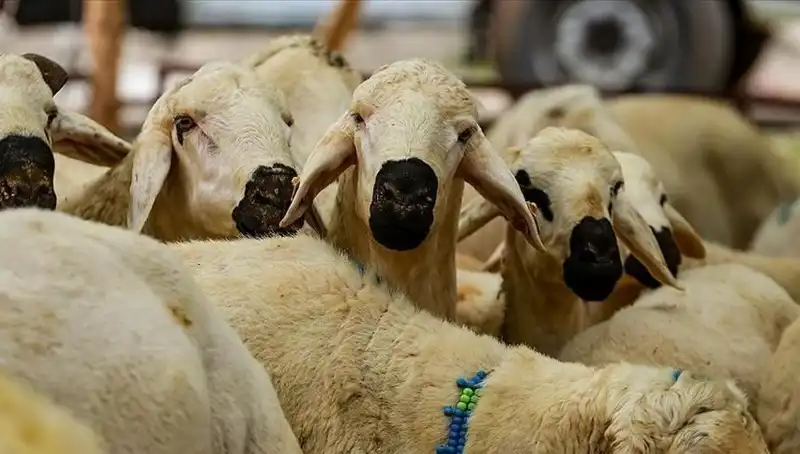 Kurban Bayramı 2025: Kurban Kesmek Farz mı? Her Şey Burada!