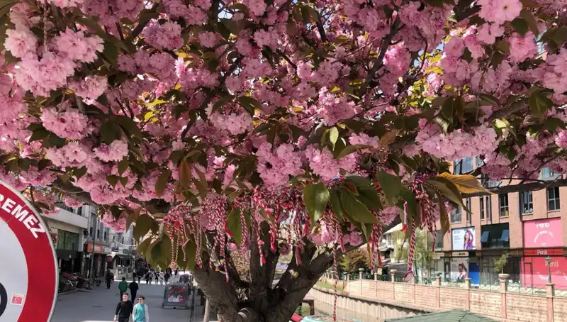 Baharın Müjdecisi: Süs Erik Ağacına Martenitsa Bağlandı