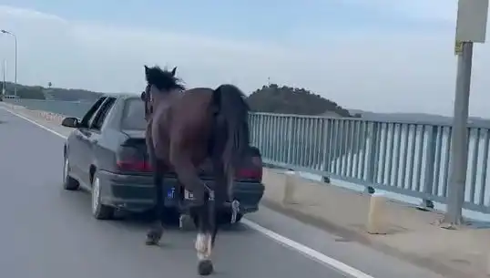 Adana’da Sokak Hayvanlarına Eziyet Eden Kişiye Tutuklama Şoku!