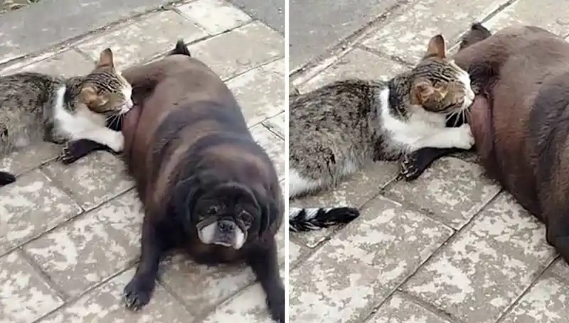 Erzurum Sokaklarında Sıra Dışı Anlar: Bir Köpek, Kedisini Emziriyor!