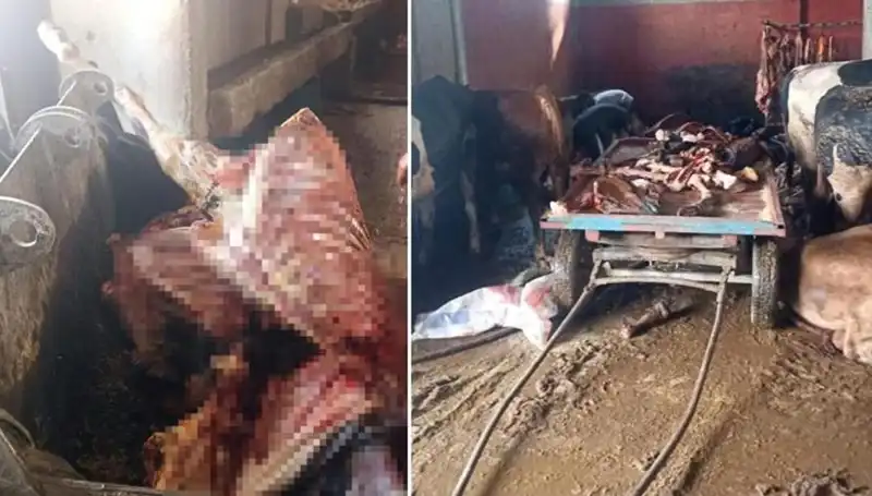 Adana’da Şok İfşa: 2,5 Ton At Eti Ele Geçirildi, 4 At Kurtarıldı!