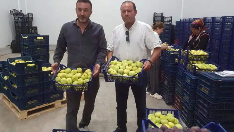 Mersinli Çiftçilerin Yüzünü Güldüren Ürün: Tanesi 20 TL'den İhraç Ediliyor