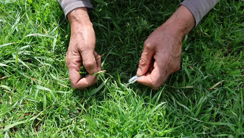Gribe İyi Gelen Doğal Şifa: Tek Tek Toplanan Bitki Mucizesi