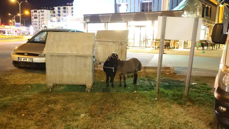 Mor Karaman Koyunları: Doğanın Güzellikleri Kaderine Terke Mi Edildi?